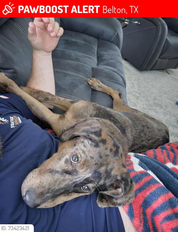 Lost Male Dog last seen Miller Heights Pakybin Park, Belton, TX 76513