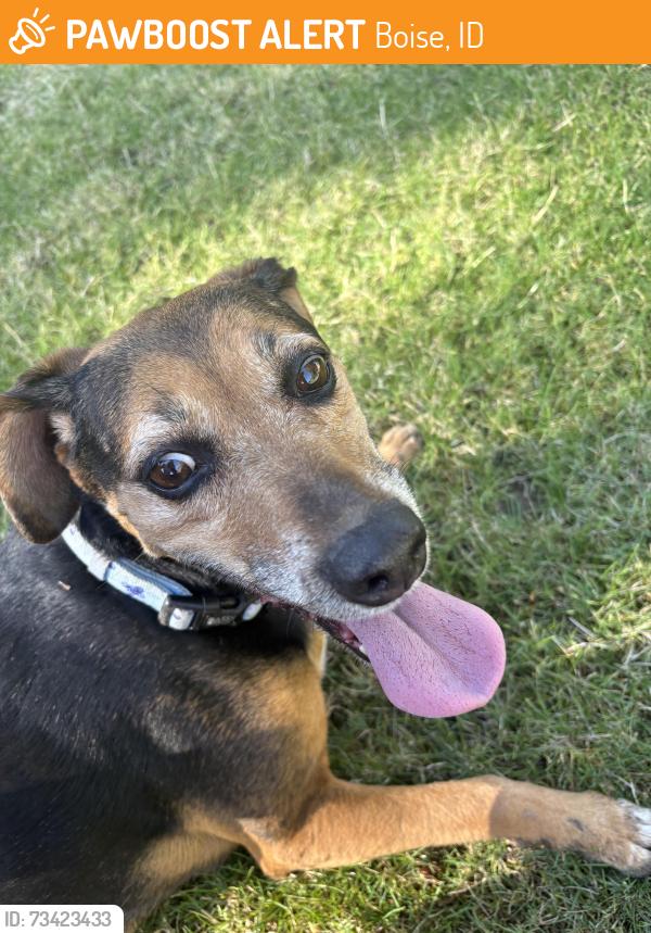 Found/Stray Female Dog last seen Crane Creek golf course., Boise, ID 83702