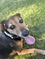 Found/Stray Female Dog last seen Crane Creek golf course., Boise, ID 83702
