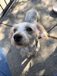 Reunited Male Dog last seen Coleman Rd and Lake McClure Dr, San Jose, CA 95123