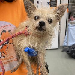 Shelter Stray Female Dog last seen , 6621 Westminster Ave, Garden Grove, CA 92844, USA