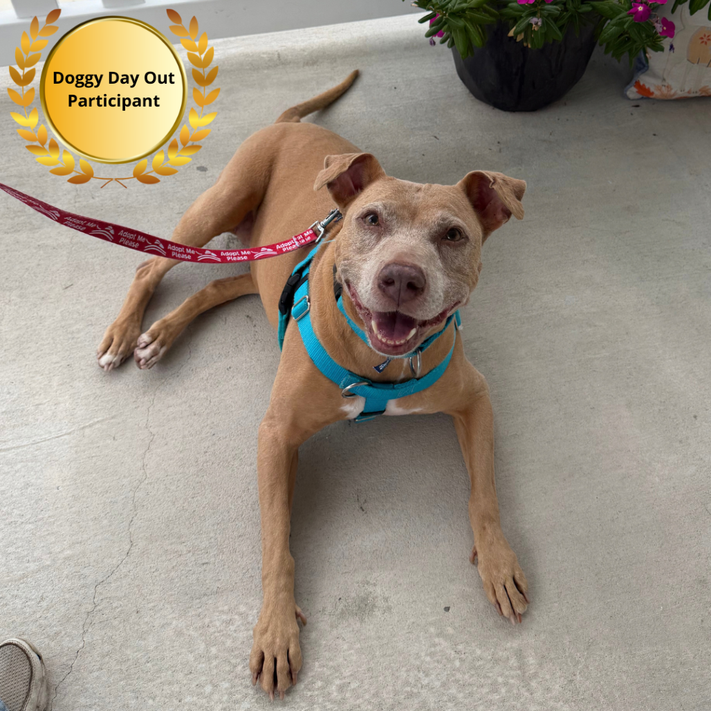 Shelter Stray Female Dog last seen , 3607 N Armenia Ave, Tampa, FL 33607, USA