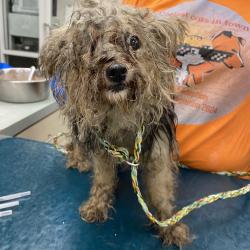 Shelter Stray Female Dog last seen , 6621 Westminster Ave, Garden Grove, CA 92844, USA