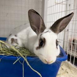 Shelter Stray Male Rabbit last seen , 3607 N Armenia Ave, Tampa, FL 33607, USA