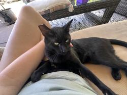 Lost Male Cat last seen Centennial Way, Escondido, CA 92026
