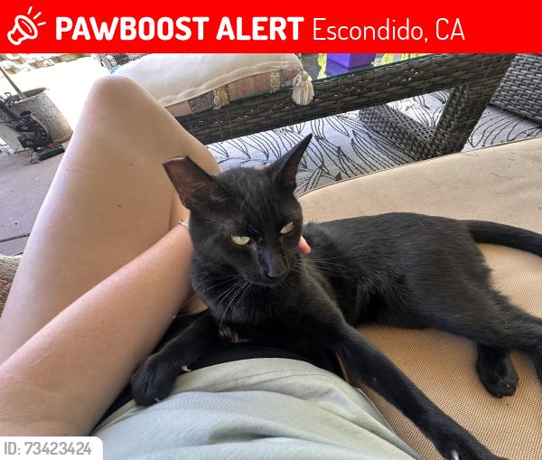 Lost Male Cat last seen Centennial Way, Escondido, CA 92026