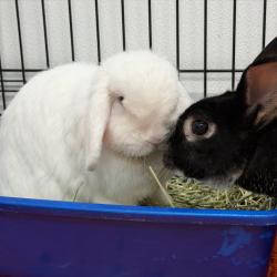 Shelter Stray Male Rabbit last seen , 3607 N Armenia Ave, Tampa, FL 33607, USA