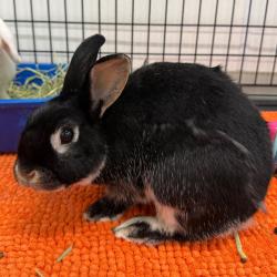 Shelter Stray Male Rabbit last seen , 3607 N Armenia Ave, Tampa, FL 33607, USA