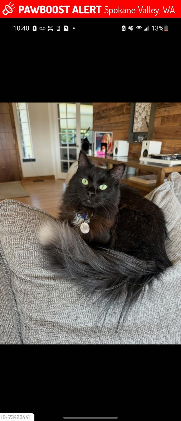 Lost Male Cat last seen Chapman rd and Morningside ln, Spokane Valley, WA 99016