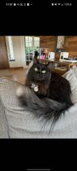 Lost Male Cat last seen Chapman rd and Morningside ln, Spokane Valley, WA 99016