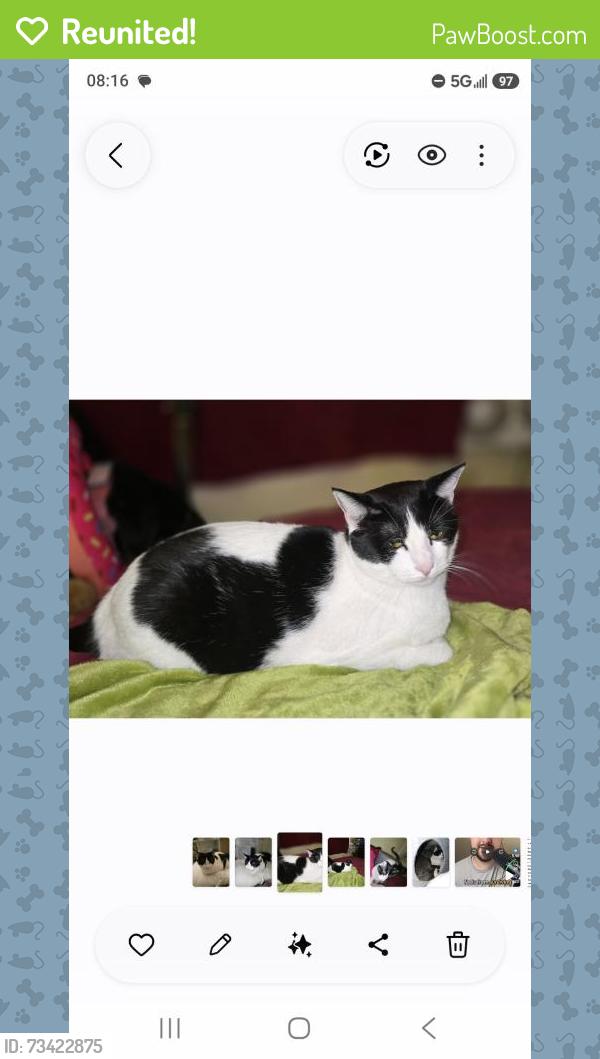 Reunited Female Cat last seen Se 170th pl, Renton, WA 98058