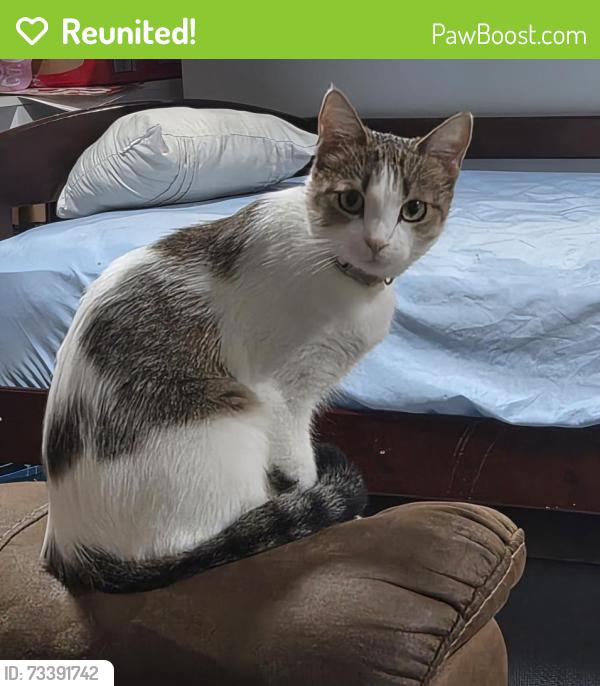 Reunited Female Cat last seen Midway blvd & ellicot circle, Port Charlotte, FL 33952