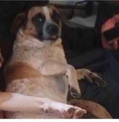 Lost Male Dog last seen Buffalo & Alta, Las Vegas, NV 89145