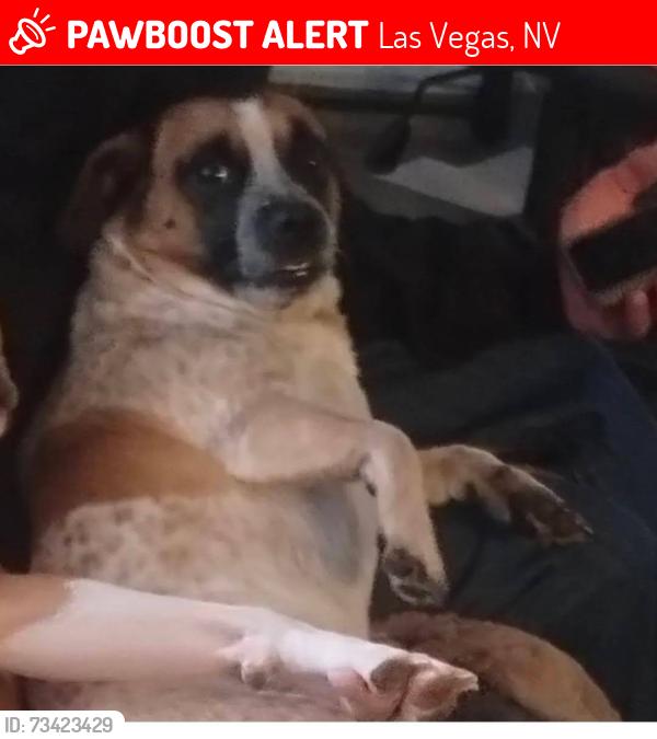 Lost Male Dog last seen Buffalo & Alta, Las Vegas, NV 89145