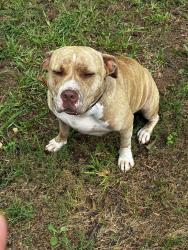 Found/Stray Female Dog last seen Jackson rd, Griffin, GA 30223