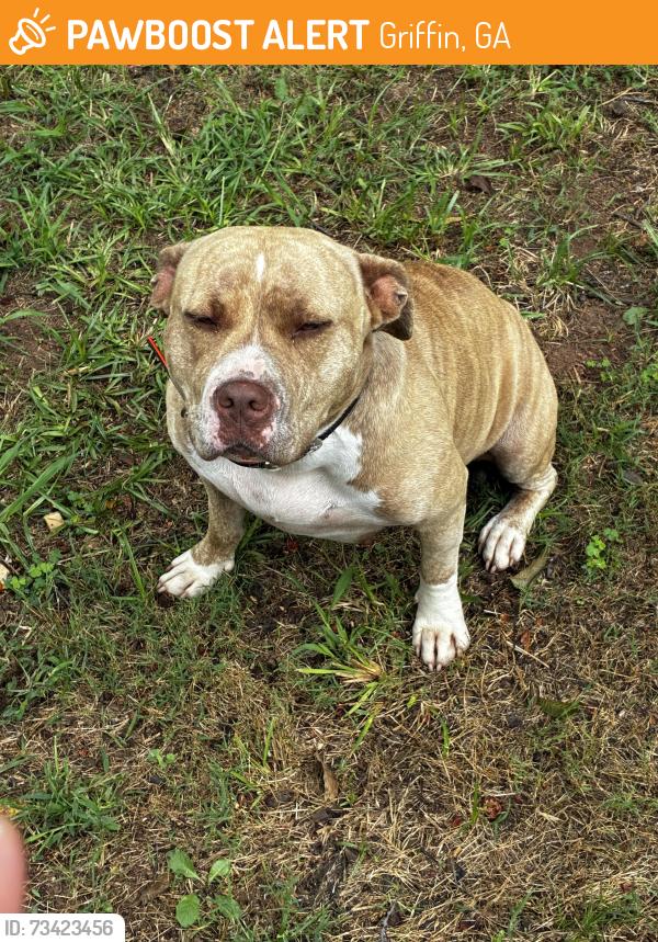 Found/Stray Female Dog last seen Jackson rd, Griffin, GA 30223