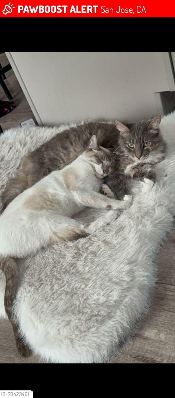 Lost Female Cat last seen Hostetter Rd, San Jose, CA 95132