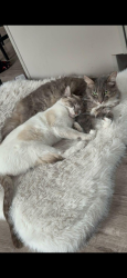 Lost Female Cat last seen Hostetter Rd, San Jose, CA 95132