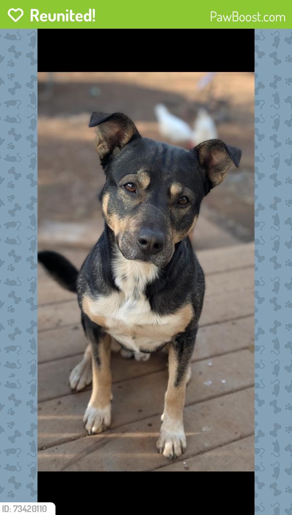 Reunited Male Dog last seen Bartlett St grass valley ca 95945, Grass Valley, CA 95945