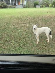 Found/Stray Female Dog last seen Unknown, Anderson, SC 29625