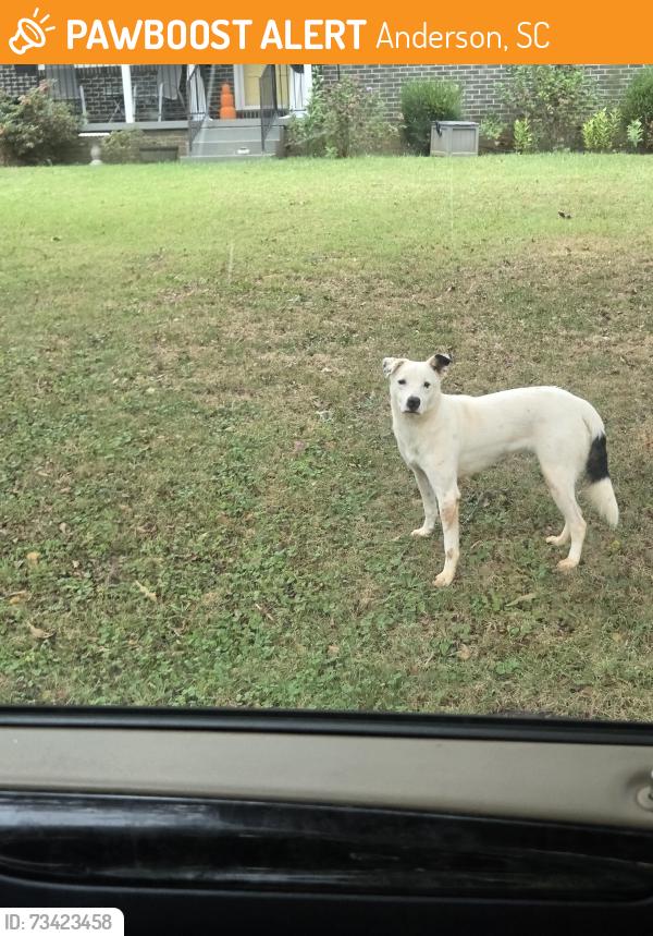 Found/Stray Female Dog last seen Unknown, Anderson, SC 29625