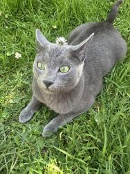 Reunited Male Cat last seen Summerfield Road, Hertfordshire, England WD25 0EY