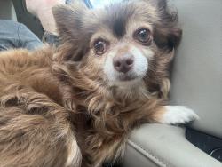 Found/Stray Female Dog last seen Baseline and Ellsworth, Mesa, AZ 85209