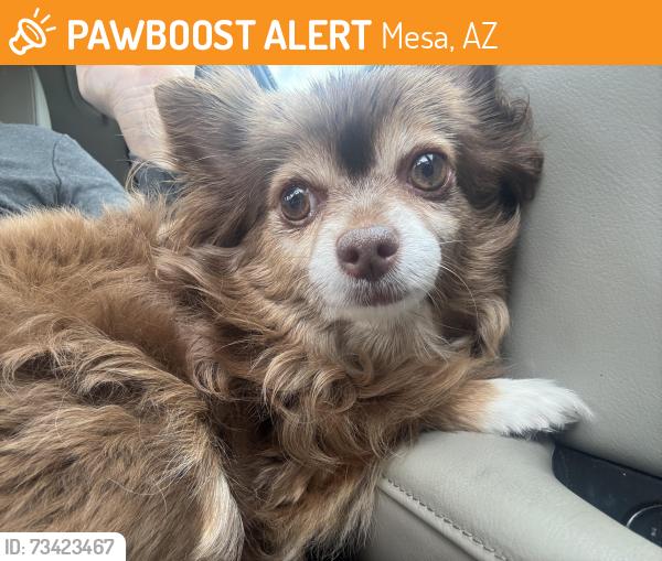Found/Stray Female Dog last seen Baseline and Ellsworth, Mesa, AZ 85209
