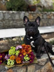 Lost Male Dog last seen Magnolia, Riverside, CA 92504