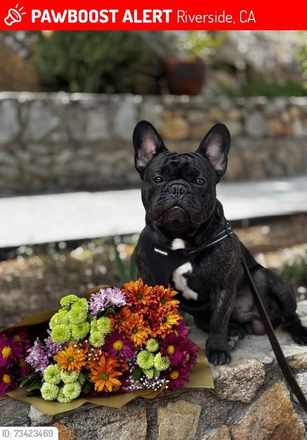 Lost Male Dog last seen Magnolia, Riverside, CA 92504