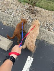 Found/Stray Unknown Dog last seen Timber lane near Kroger, Elizabethtown, KY 42701