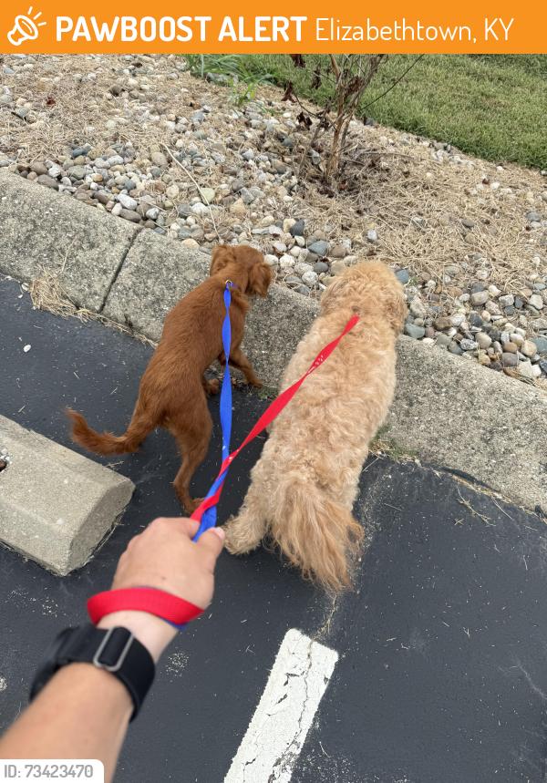 Found/Stray Unknown Dog last seen Timber lane near Kroger, Elizabethtown, KY 42701