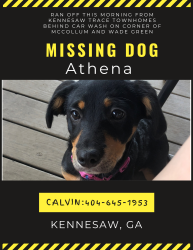 Reunited Female Dog last seen Near McCollum Pkwy NW, Kennesaw, GA 30144, Kennesaw, GA 30144