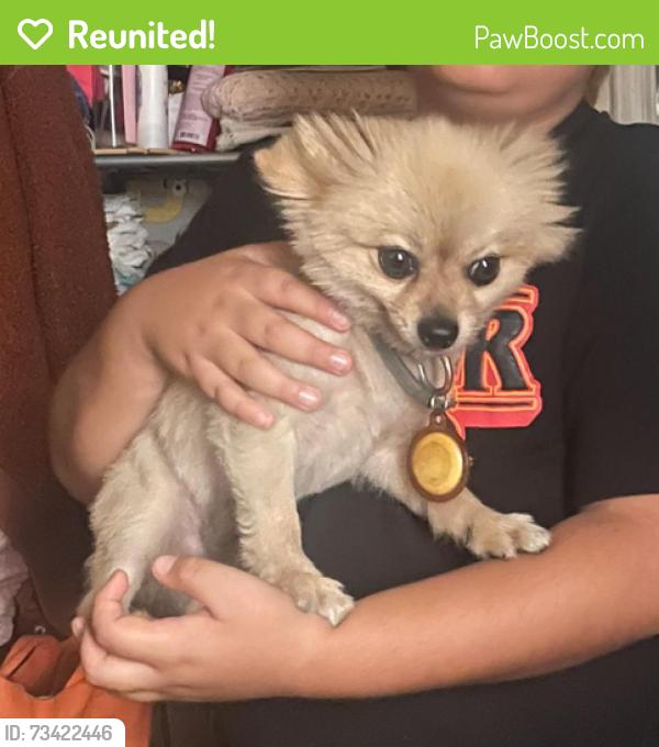 Reunited Male Dog last seen Witmer St. and Miramar St., Los Angeles, CA 90026