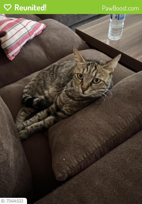 Reunited Female Cat last seen Seen near Upper Edmonton, Greater London, England N18 2ER