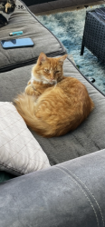 Lost Female Cat last seen Priory close, Denham, England 
