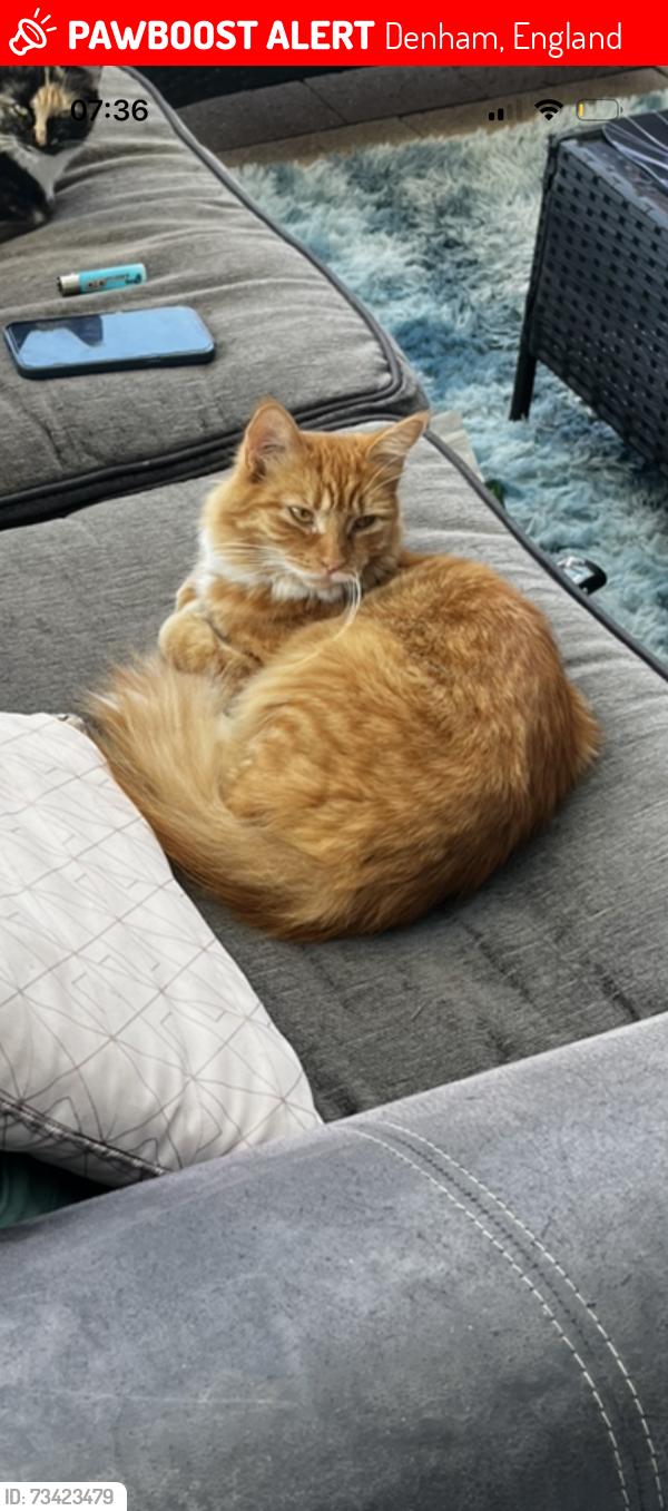 Lost Female Cat last seen Priory close, Denham, England 