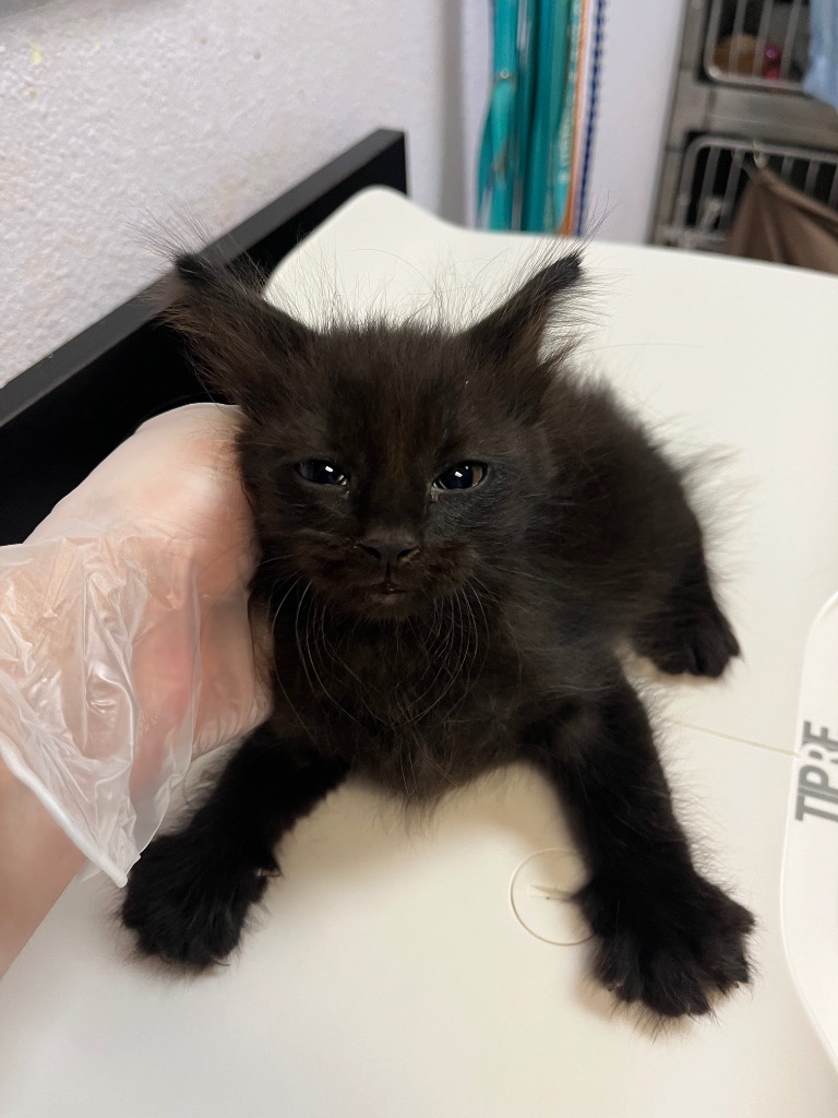 Shelter Stray Male Cat last seen Bexar County, 3353 Morningside Dr, New Braunfels, TX 78132, USA