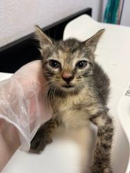 Shelter Stray Female Cat last seen Bexar County, 3353 Morningside Dr, New Braunfels, TX 78132, USA