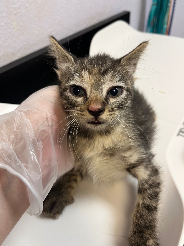 Shelter Stray Female Cat last seen Bexar County, 3353 Morningside Dr, New Braunfels, TX 78132, USA