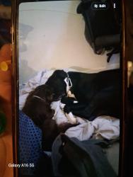 Lost Male Dog last seen Tolleson az, Tolleson, AZ 85353