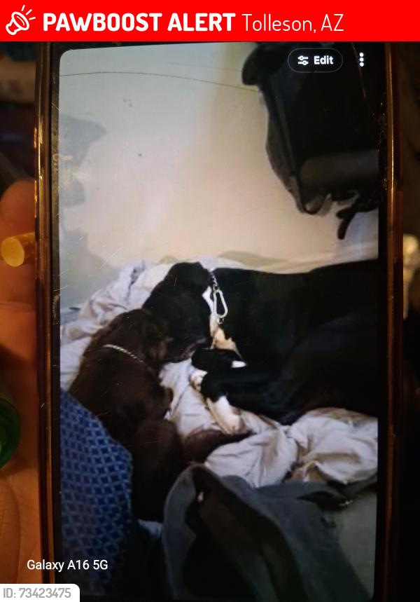 Lost Male Dog last seen Tolleson az, Tolleson, AZ 85353