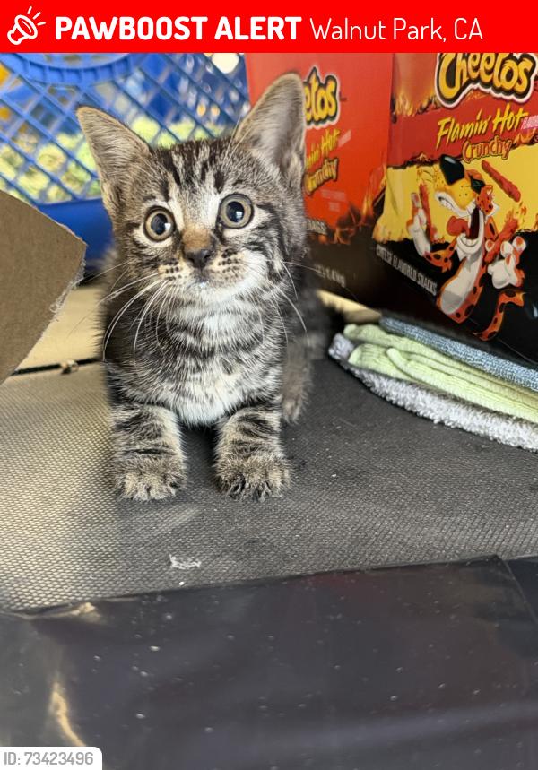 Lost Male Cat last seen Street, Walnut Park, CA 90255