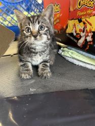 Lost Male Cat last seen Street, Walnut Park, CA 90255