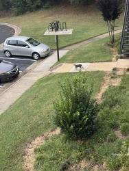 Found/Stray Unknown Cat last seen Near Barnes st, Carrboro, NC 27510