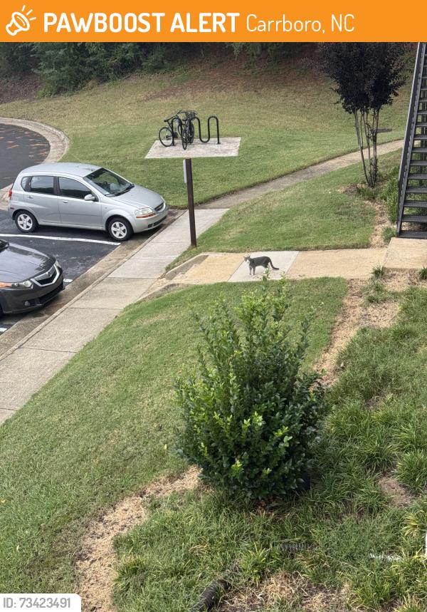 Found/Stray Unknown Cat last seen Near Barnes st, Carrboro, NC 27510