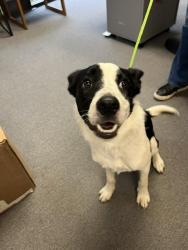 Reunited Female Dog last seen Allgood and Sawyer - near Merritt Road, Marietta, GA 30060