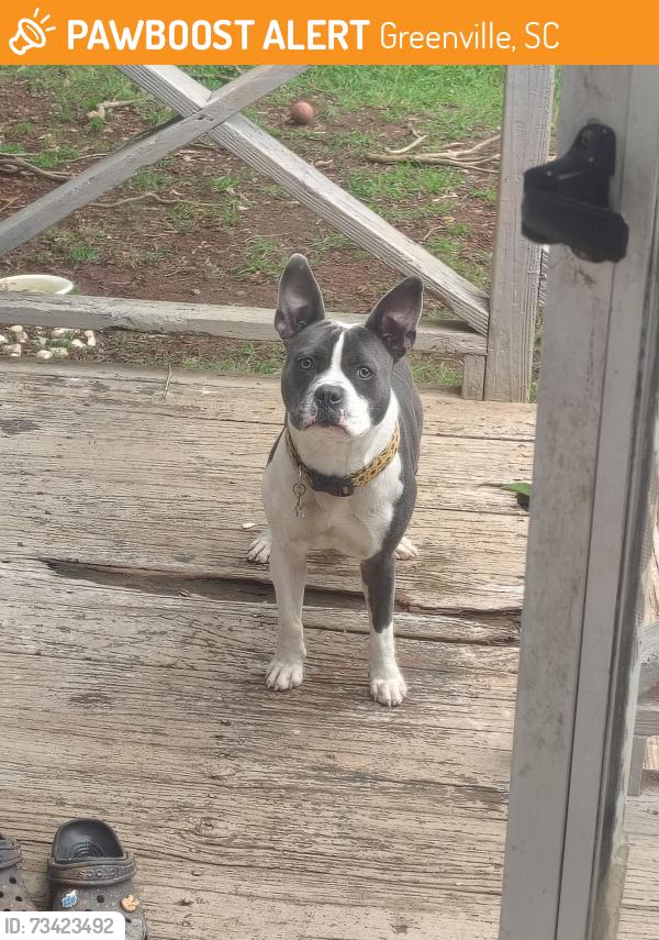 Found/Stray Male Dog last seen Running cross street near dollar tree, Greenville, SC 29605