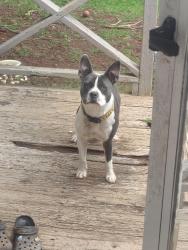 Found/Stray Male Dog last seen Running cross street near dollar tree, Greenville, SC 29605