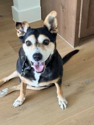 Found/Stray Female Dog last seen Blue Mound, Haslet, TX 76052